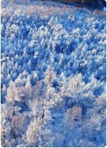 血色雪原
